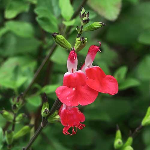 Salvia Hot Lips