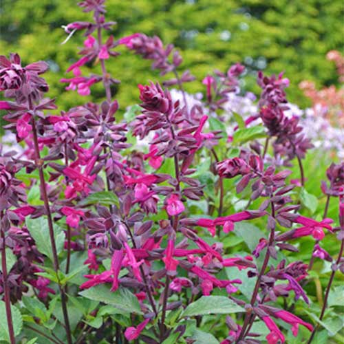 Salvia Love and Wishes