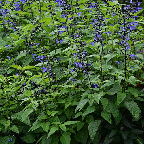 Salvia guaranitica Black and Bloom