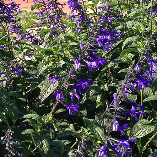 Salvia guaranitica Black and Bloom