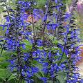 Salvia guaranitica Black and Bloom