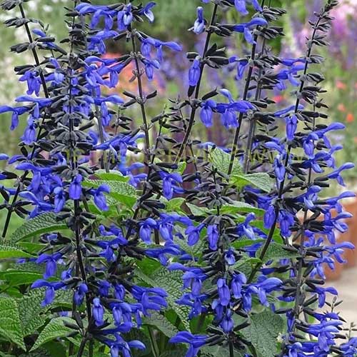 Salvia guaranitica Black and Bloom