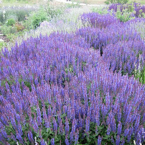 Salvia nemorosa Ostfriesland