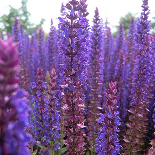 Salvia nemorosa Ostfriesland