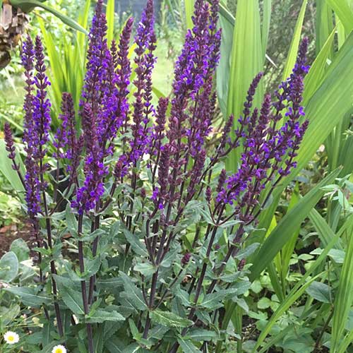 Salvia nemorosa Ostfriesland