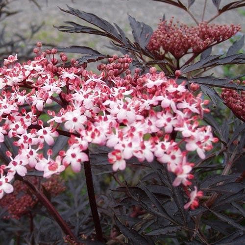 Sambucus nigra Black Tower - Future Forests