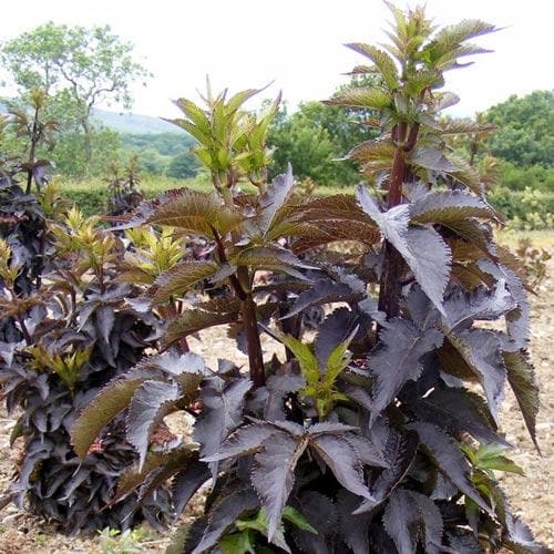 Sambucus nigra Black Tower - Future Forests