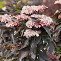 Sambucus nigra Black Tower - Future Forests