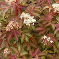 Sambucus nigra Serenade