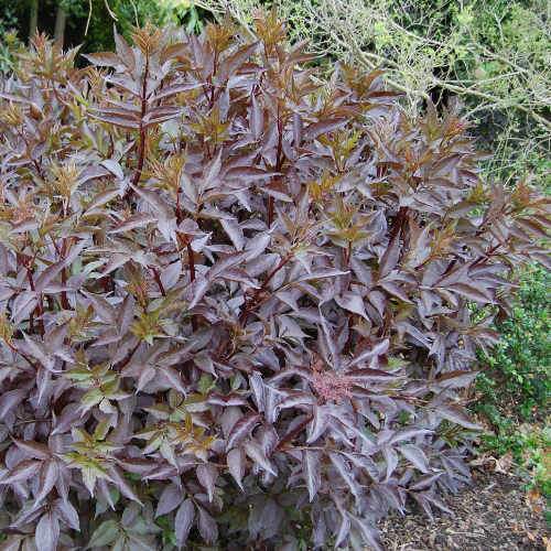 Sambucus nigra Black Beauty (Gerda)