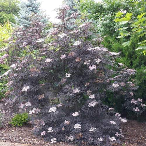 Sambucus nigra Black Beauty (Gerda)