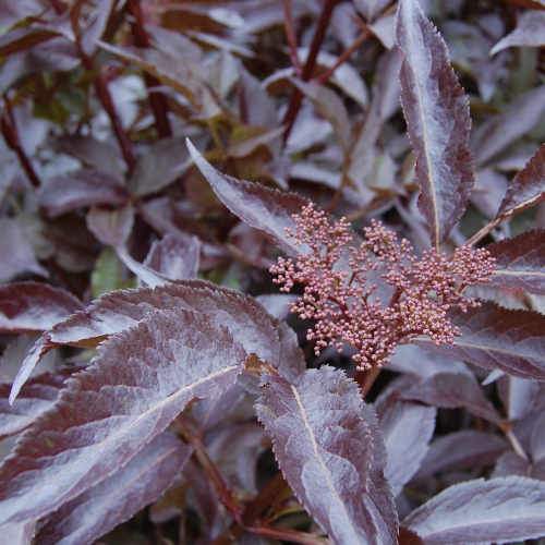 Sambucus nigra Black Beauty (Gerda)