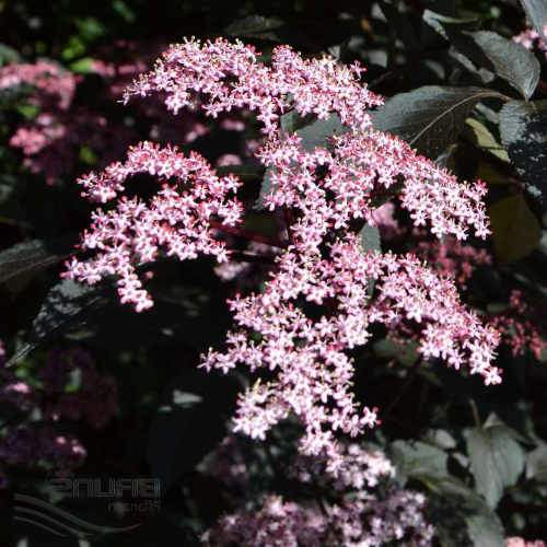 Sambucus nigra Black Beauty (Gerda)