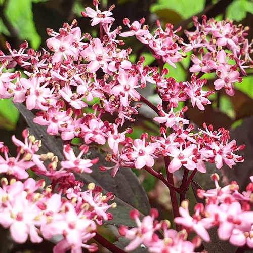 Sambucus nigra Black Beauty (Gerda)