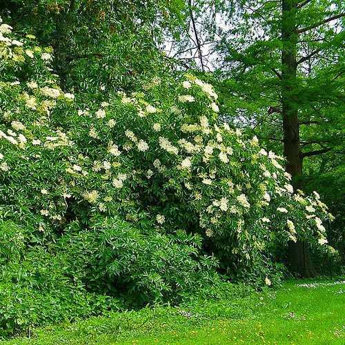 Sambucus nigra - Elder - Future Forests