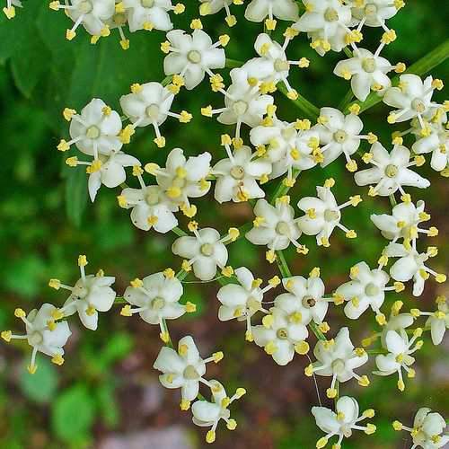 Sambucus nigra - Elder - Future Forests