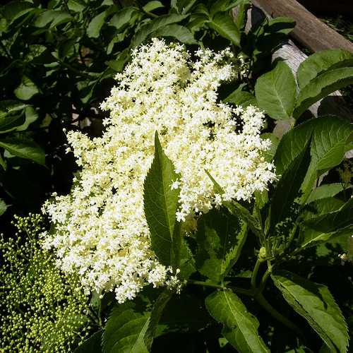 Sambucus nigra - Elder Bareroot | 2-3ft