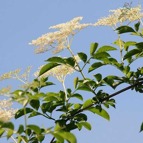 Sambucus nigra - Elder - Future Forests