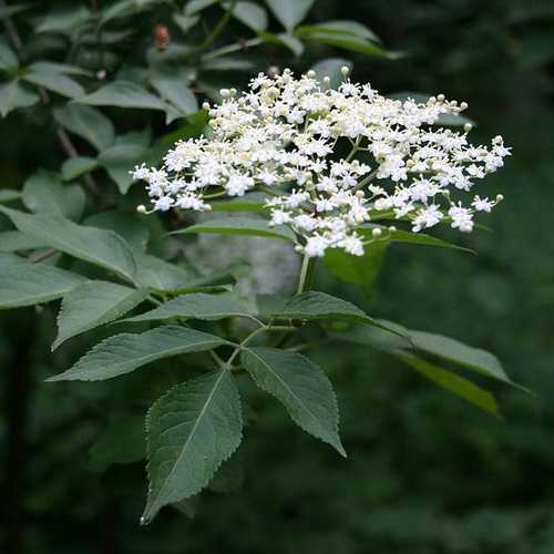 Sambucus nigra - Elder - Future Forests