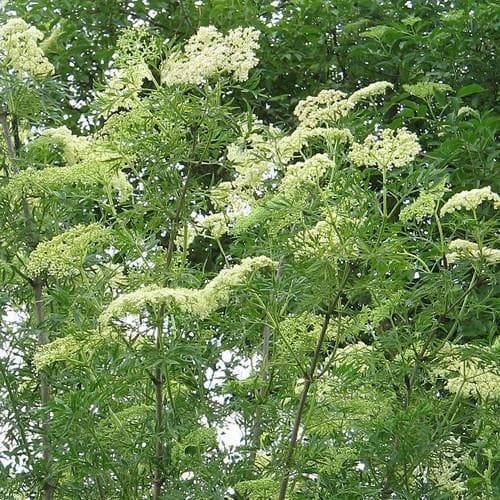 Sambucus nigra Laciniata - Future Forests