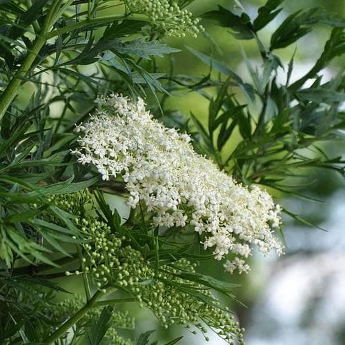 Sambucus nigra Laciniata - Future Forests