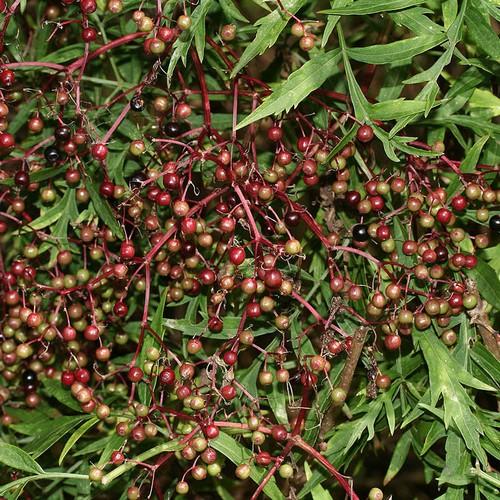 Sambucus nigra Laciniata - Future Forests