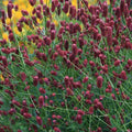 Sanguisorba officinalis Tanna