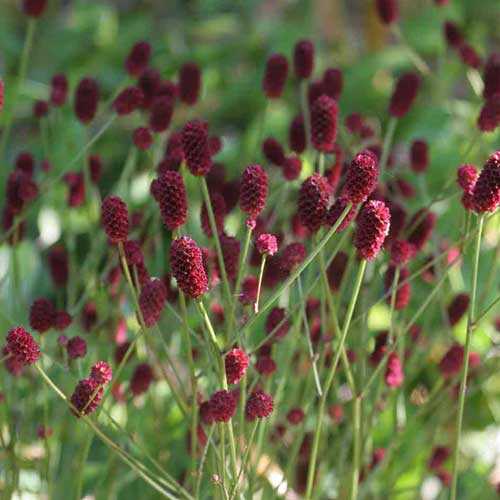 Sanguisorba officinalis Tanna