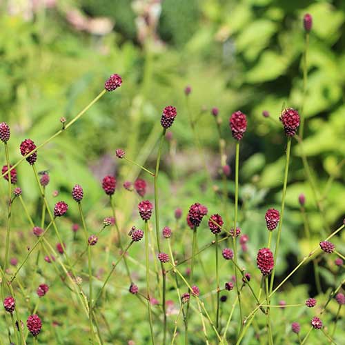 Sanguisorba officinalis Tanna