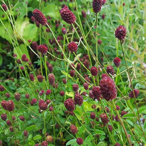 Sanguisorba officinalis Tanna