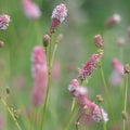 Saxifraga fortunei Black Ruby - Future Forests
