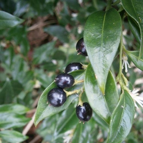 Sarcococca confusa - Future Forests