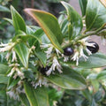 Sarcococca confusa - Future Forests