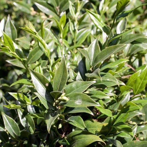 Sarcococca confusa - Future Forests