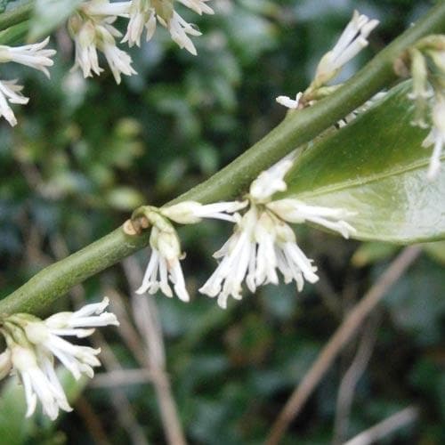 Sarcococca confusa - Future Forests