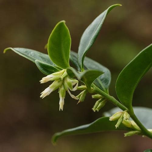 Sarcococca confusa - Future Forests