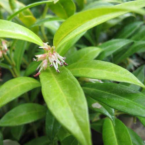 Sarcococca hookeriana var. humilis