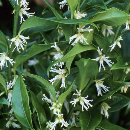 Sarcococca hookeriana var. humilis