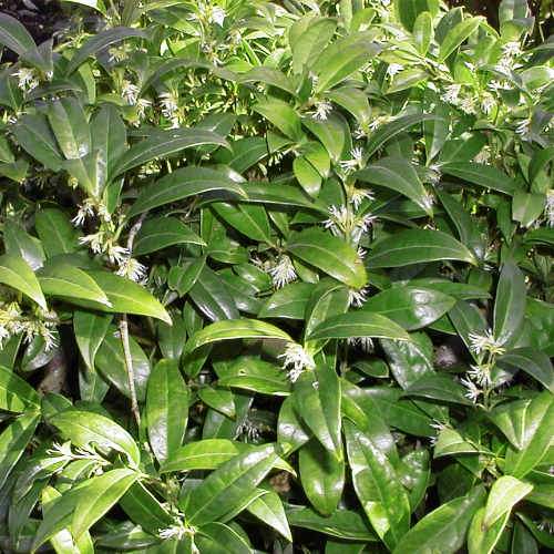 Sarcococca hookeriana var. humilis