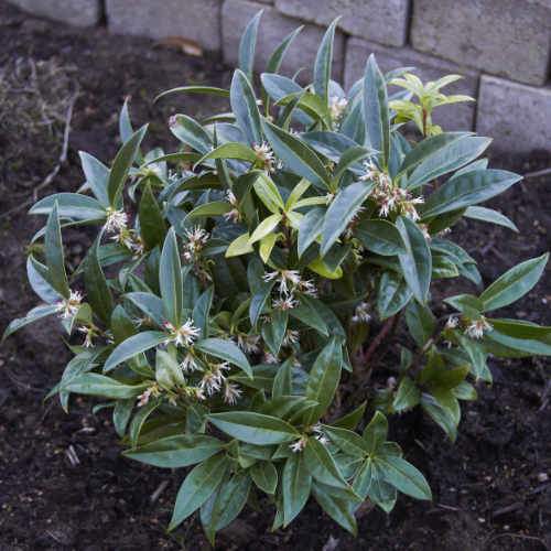 Sarcococca hookeriana var. humilis