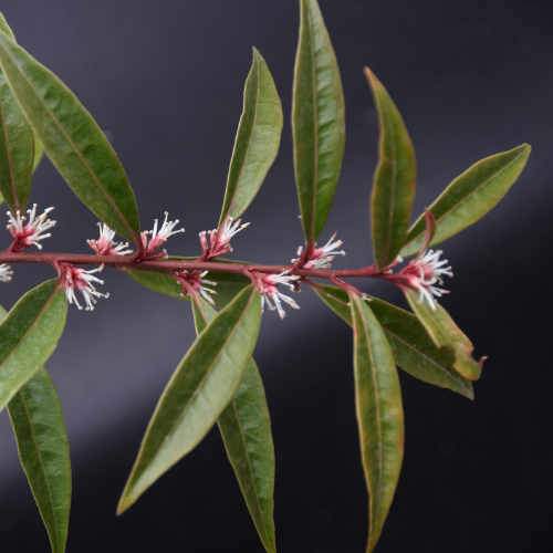 Sarcococca hookeriana var. digyna