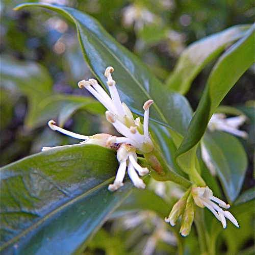 Sarcococca hookeriana var. digyna