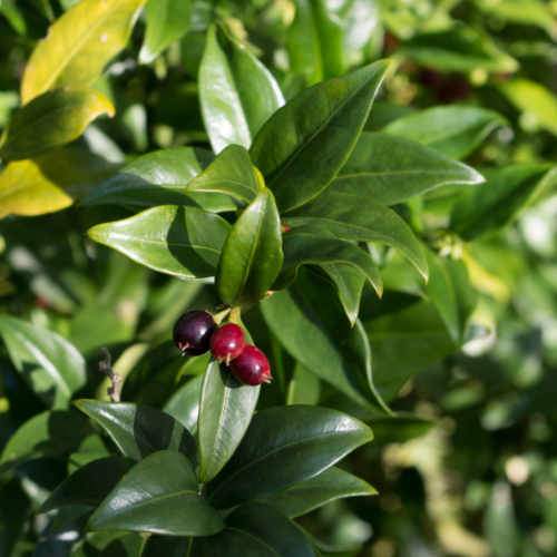 Sarcococca hookeriana var. digyna