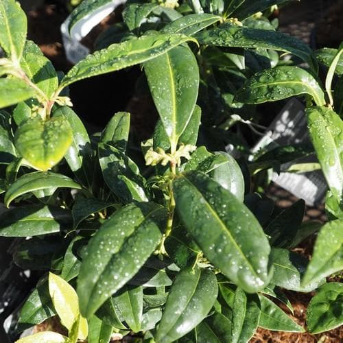 Sarcococca hookeriana var. humilis
