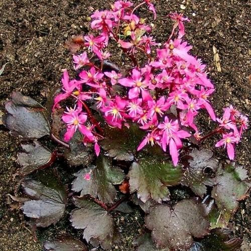 Saxifraga fortunei Black Ruby - Future Forests