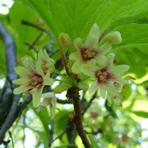 Schisandra chinensis - Future Forests