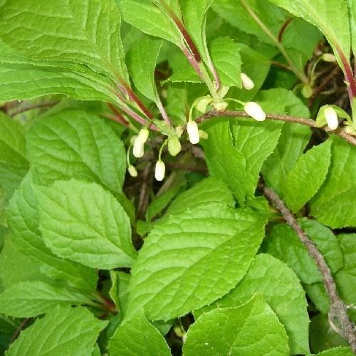 Schisandra chinensis - Future Forests