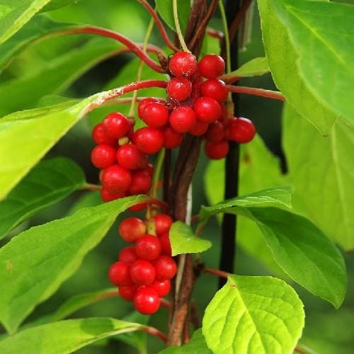 Schisandra chinensis - Future Forests