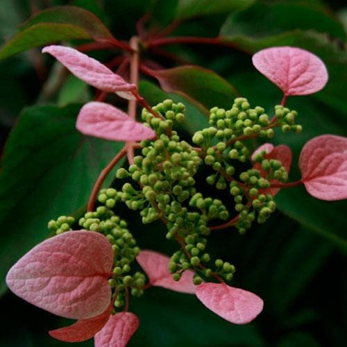 Schizophragma hydrangeoides 'Roseum' - Future Forests