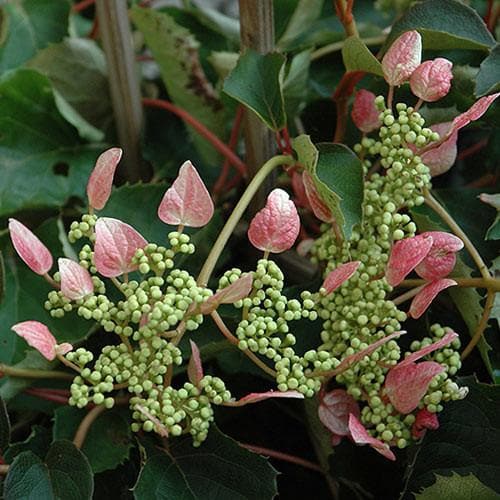 Schizophragma hydrangeoides 'Roseum' - Future Forests